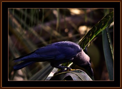 215=Indian-House-Crow-in-a-Coconut-Palm-V2.jpg
