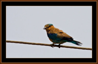 217=Indian-Roller-V1.jpg