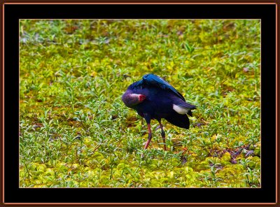 234=Purple-Moorhen=Porphyrio-porphyrio-V4.jpg