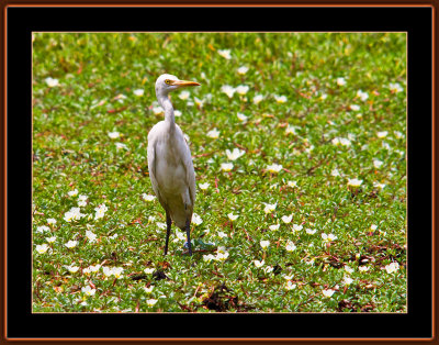 239=Cattle-Egret-=-Bubulcus-ibis.jpg