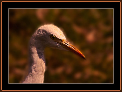 240=Cattle-Egret-=-Bubulcus-ibis.jpg