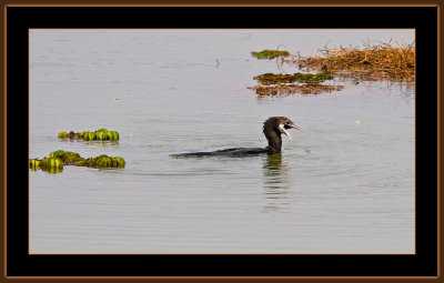 254=Indian-Cormorant-V4.jpg