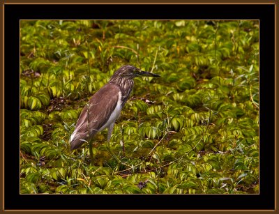 259=Pond-Heron.jpg