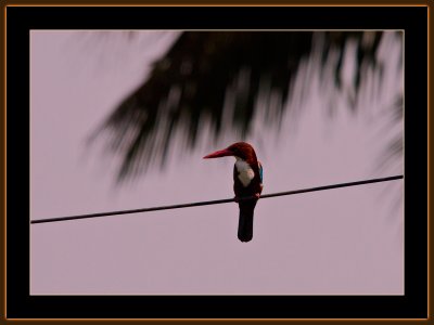 261=Whitebreasted-Kingfisher.jpg