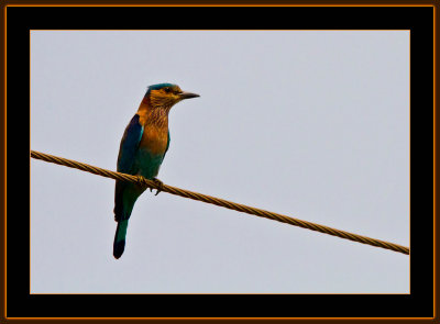 264=Indian-Roller.jpg