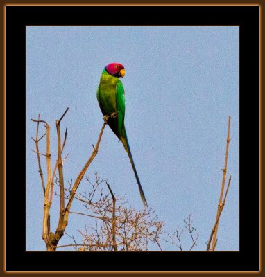 269=Plumheaded-Parakeet-from-43,5-meter-with-500mm.jpg
