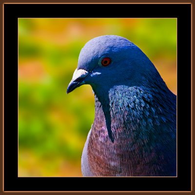 107=IMG_8751=-Pigeon-Portrait.jpg