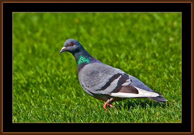 109=IMG_8765=Pigeon.jpg