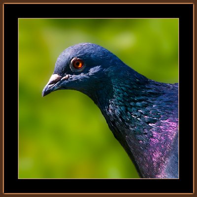 110=IMG_8781=Pigeon-Portrait.jpg