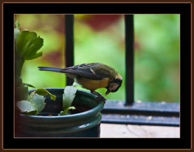 114=Great-tit-=-Parus-major-on-my-balcony-V1.jpg