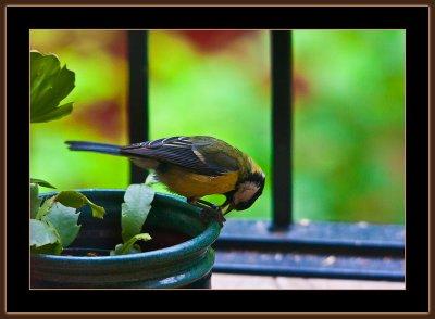 117=Great-tit-=-Parus-Major-on-my-balcony-V4.jpg