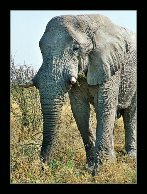 07A Elephant 2.jpg