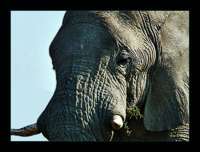 07B Elephant 2 Closeup.jpg