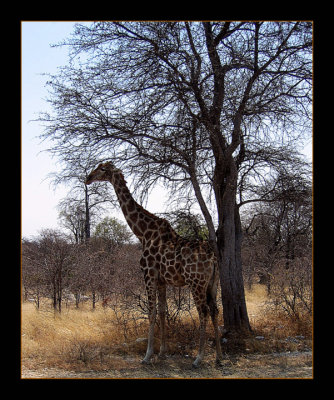 09 Giraffe Under a tree.jpg