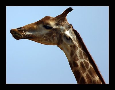13 Giraffe-Portrait.jpg