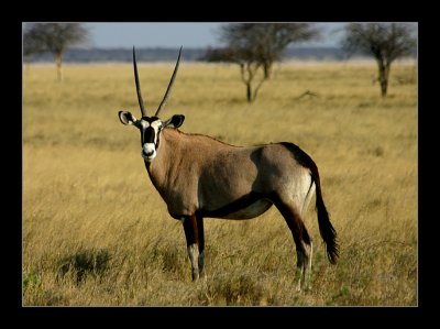24 Oryx-=-Gemsbuck.jpg