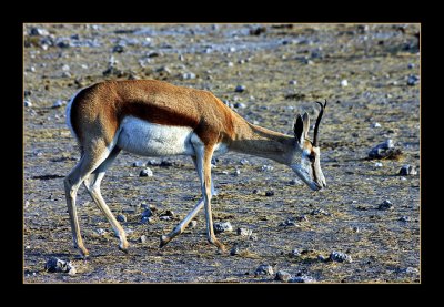 29 Springbuck on stony ground.jpg