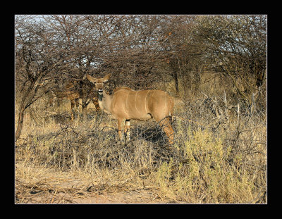 31-Kudu:  He he he,  I must laugh at U that fly half the Earth around to shoot Photos of us.jpg