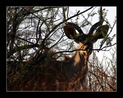 32-Kudu:  I see U.jpg