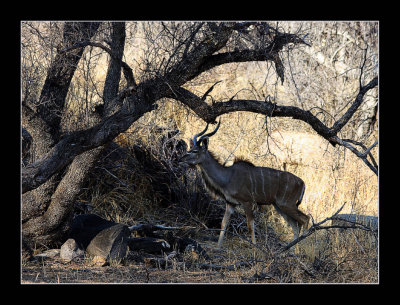 33-Kudu on the run from the Photographer.jpg