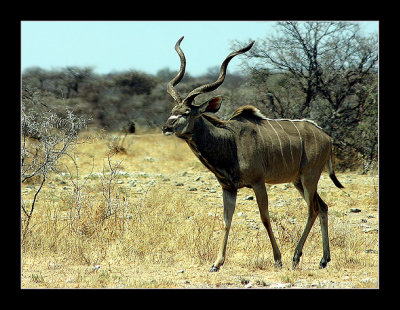 34 Kudu on the Run.jpg