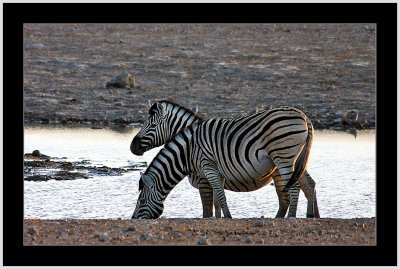 36 Zebra by the Waterhole 2.jpg