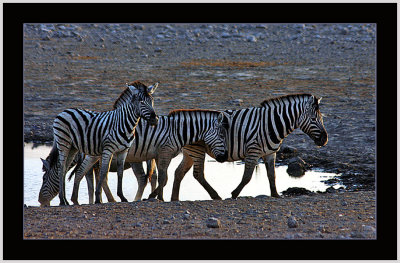 37 Zebras up from the Waterhole 1.jpg