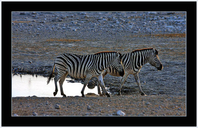 38 Zebras up from the Waterhole 2.jpg