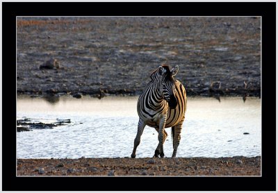 39 Zebra up from the Waterhole.jpg