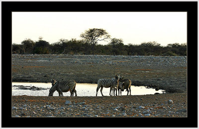 41 Zebras in Sunset 1.jpg