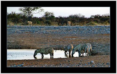42 Zebras in Sunset 2.jpg