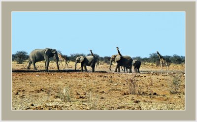 43 Elephants og Giraffes.jpg