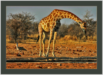 44 Giraffe and Kori bustard in Sunset.jpg