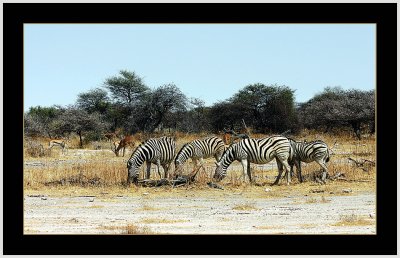 45 Zebras and antilopees.jpg