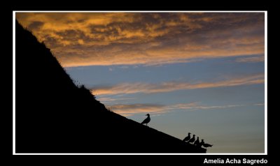 Santander - Seagull Sunset