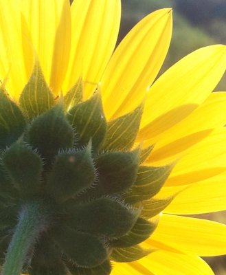 Day 6: Morning Sunflower