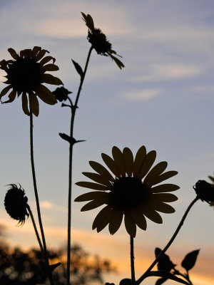 Day 7: Evening Sunflower Silhouette