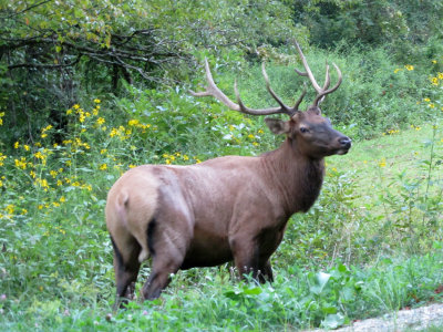 A wild elk stopped just long enough to get his picture taken.