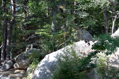 Scenery on the walk to Cumberland Gap Outlook