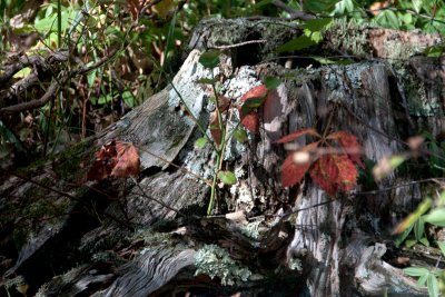 Spotted on the walk from the Cumberland Gap Lookout