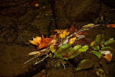Leaves floating in the nearby creek.