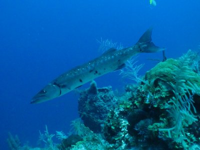 Barracuda linda