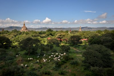 Cows and Temples