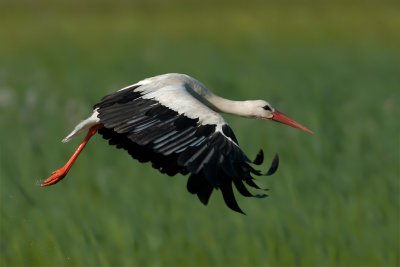 Ciconia ciconia  White Stork  Weissstorch