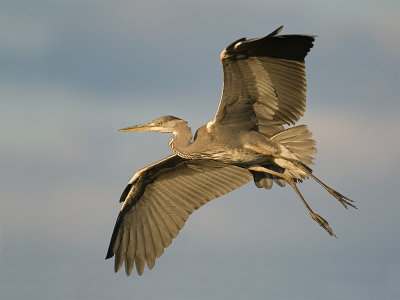Ardea cinerea  Grey Heron  Graureiher