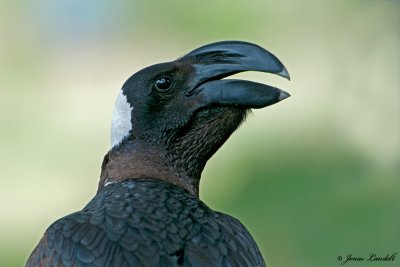 Corvus crassirostri  Thick-billed Raven  Erzrabe