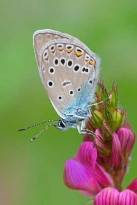Polyommatus amandus