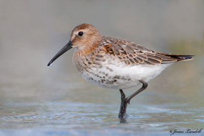 Calidris alpina Dunlin Alpenstrandläufer