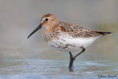 Calidris alpina  Dunlin  Alpenstrandlufer