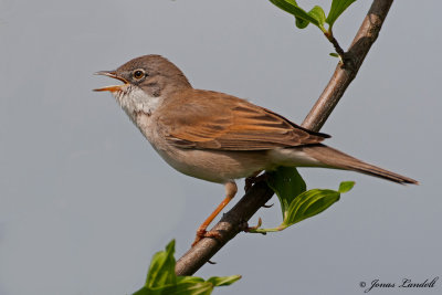 Sylvia communes Common Whitethroat Dorngrasmücke